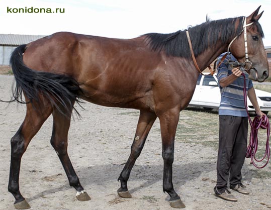 Продажа лошадей из Ростовской области. Буденновские, донские, тракененские - спортивные и хобби-класс