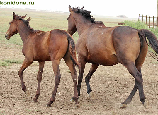 Продажа лошадей. Лошади Ростовской области