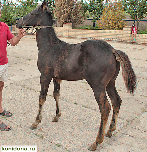 Продажа лошадей из Ростовской области. Буденновские, донские, тракененские - спортивные и хобби-класс