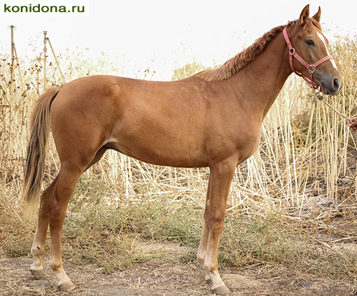 Лошади Ростовской области. Продажа лошадей. Чистокровные, буденновские, полукровные