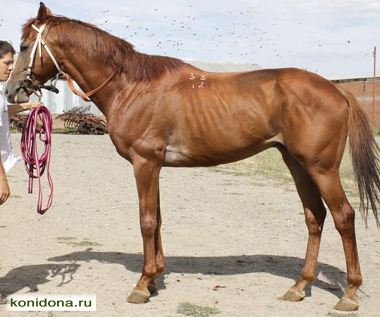 Лошади Ростовской области. Продажа лошадей. Чистокровные, буденновские, полукровные