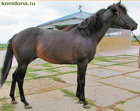 Продажа лошадей. Лошади Ростовской области