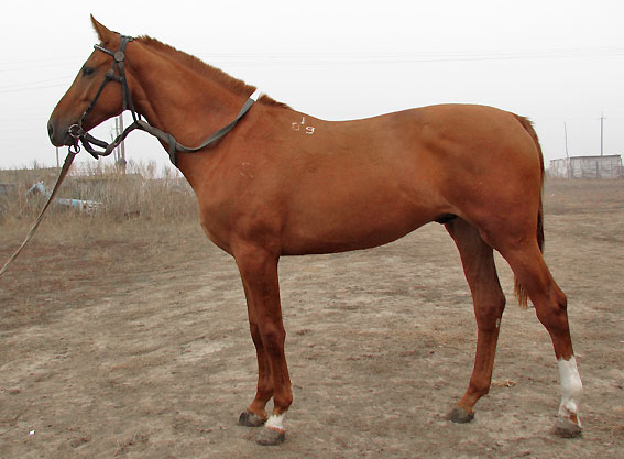 Купить лошадь в Ростовской области: жеребцы, кобылы и жеребята - объявления