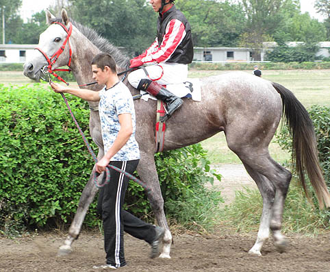 Продажа лошадей в Ростовской области. Скаковые лошади