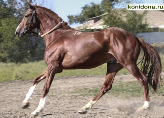 Продажа лошадей из Ростовской области. Буденновские, донские, тракененские - спортивные и хобби-класс