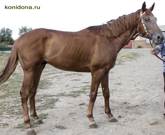 Продажа лошадей из Ростовской области. Буденновские, донские, тракененские - спортивные и хобби-класс