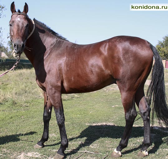 Продажа лошадей из Ростовской области. Буденновские, донские, тракененские - спортивные и хобби-класс