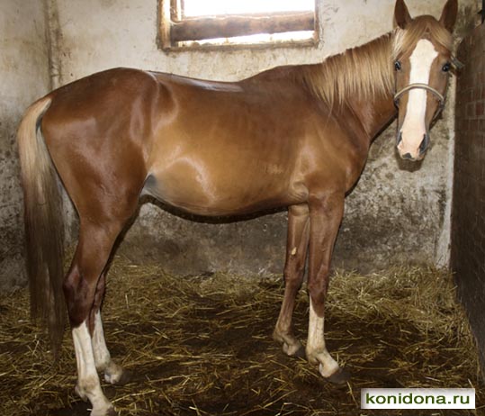 Продажа лошадей из Ростовской области. Буденновские, донские, тракененские - спортивные и хобби-класс