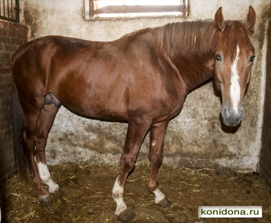 Продажа лошадей из Ростовской области. Буденновские, донские, тракененские - спортивные и хобби-класс